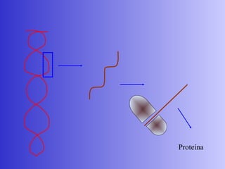 Proteína
 