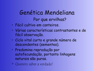 Genética Mendeliana
Por que ervilhas?
• Fácil cultivo em canteiros.
• Várias características contrastantes e de
fácil observação.
• Ciclo vital curto e grande número de
descendentes (sementes).
• Predomina reprodução por
autofecundação, portanto linhagens
naturais são puras.
• Querem saber a verdade?
 