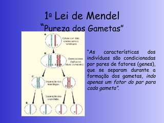 1a
Lei de Mendel
“Pureza dos Gametas”
“As características dos
indivíduos são condicionadas
por pares de fatores (genes),
que se separam durante a
formação dos gametas, indo
apenas um fator do par para
cada gameta”.
 