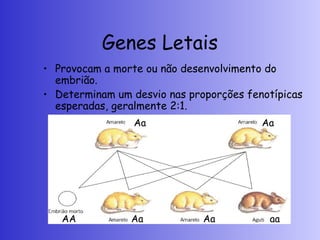 Genes Letais
• Provocam a morte ou não desenvolvimento do
embrião.
• Determinam um desvio nas proporções fenotípicas
esperadas, geralmente 2:1.
Aa Aa
Aa Aa aa
AA
 