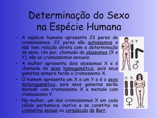 Determinação do Sexo
na Espécie Humana
• A espécie humana apresenta 23 pares de
cromossomos. 22 pares são autossomos e
não tem relação direta com a determinação
do sexo. Um par, chamado de alossomos (X e
Y), são os cromossomos sexuais.
• A mulher apresenta dois alossomos X e é
chamada de sexo homogamético, pois seus
gametas sempre terão o cromossomo X.
• O homem apresenta um X e um Y e é o sexo
heterogamético, pois seus gametas serão
metade com cromossomo X e metade com
cromossomo Y.
• Na mulher, um dos cromossomos X em cada
célula permanece inativo e se constitui na
cromatina sexual ou corpúsculo de Barr.
 