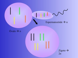 Óvulo  n
Espermatozóide  n
Zigoto 
2n
 