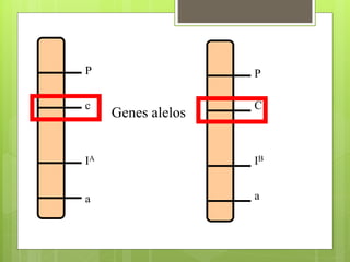 P
c
IA
a
P
C
IB
a
Genes alelos
 