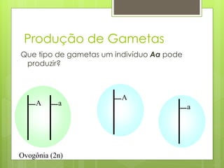 Produção de Gametas
Que tipo de gametas um indivíduo Aa pode
produzir?
A a
Ovogônia (2n)
A
a
 