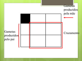 Gametas
produzidos
pelo pai
Gametas
produzidos
pela mãe
Cruzamento
 