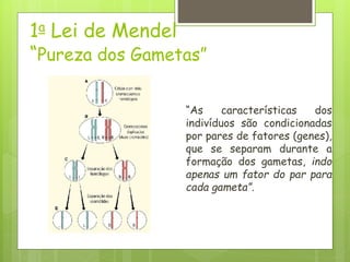 1a Lei de Mendel
“Pureza dos Gametas”
“As características dos
indivíduos são condicionadas
por pares de fatores (genes),
que se separam durante a
formação dos gametas, indo
apenas um fator do par para
cada gameta”.
 