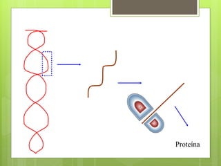 Proteína
 