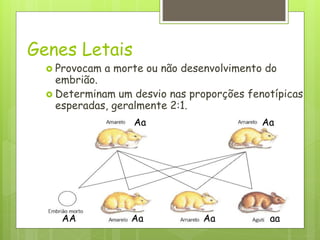 Genes Letais
 Provocam a morte ou não desenvolvimento do
embrião.
 Determinam um desvio nas proporções fenotípicas
esperadas, geralmente 2:1.
Aa Aa
Aa Aa aa
AA
 