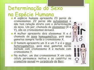 Determinação do Sexo
na Espécie Humana
 A espécie humana apresenta 23 pares de
cromossomos. 22 pares são autossomos e
não tem relação direta com a determinação
do sexo. Um par, chamado de alossomos (X e
Y), são os cromossomos sexuais.
 A mulher apresenta dois alossomos X e é
chamada de sexo homogamético, pois seus
gametas sempre terão o cromossomo X.
 O homem apresenta um X e um Y e é o sexo
heterogamético, pois seus gametas serão
metade com cromossomo X e metade com
cromossomo Y.
 Na mulher, um dos cromossomos X em cada
célula permanece inativo e se constitui na
cromatina sexual ou corpúsculo de Barr.
 