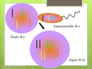 Óvulo → n
Espermatozóide → n
Zigoto → 2n
 