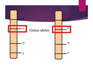 P
c
IA
a
P
C
IB
a
Genes alelos
 