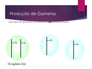 Produção de Gametas
Que tipo de gametas um indivíduo Aa
Aa pode produzir?
A a
Ovogônia (2n)
A
a
 