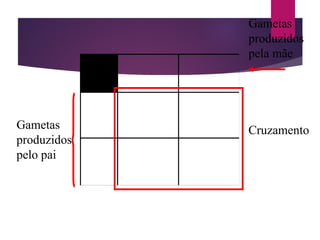 Gametas
produzidos
pelo pai
Gametas
produzidos
pela mãe
Cruzamento
 