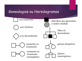 Genealogias ou Heredogramas
sexo masculino
sexo feminino
sexo desconhecido
casamento ou
cruzamento
casamento ou
cruzamento
consangüíneo
indivíduos que apresentam
o caráter estudado
filhos ou
descendentes
gêmeos dizigóticos
gêmeos
monozigóticos
 