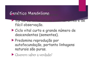 Genética Mendeliana
Por que ervilhas?
 Fácil cultivo em canteiros.
 Várias características contrastantes e de
fácil observação.
 Ciclo vital curto e grande número de
descendentes (sementes).
 Predomina reprodução por
autofecundação, portanto linhagens
naturais são puras.
 Querem saber a verdade?
 