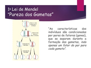1a
Lei de Mendel
“Pureza dos Gametas”
“As características dos
indivíduos são condicionadas
por pares de fatores (genes),
que se separam durante a
formação dos gametas, indo
apenas um fator do par para
cada gameta”.
 