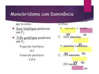 Monoibridismo com Dominância
 Herança condicionada por um
par de alelos.
 Dois fenótipos possíveis
em F2.
 Três genótipos possíveis
em F2.
Proporção fenotípica
3:1
Proporção genotípica
1:2:1
 Ex.: cor das sementes em
ervilhas.
P amarelas x verdes
F1 100% amarelas
F1 amarelas x amarelas
F2 75% amarelas
25% verdes
VV vv
Vv
Vv Vv
Vv
VV
vv
 
