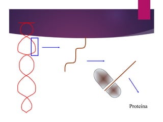 Proteína
 