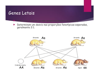 Genes Letais
 Provocam a morte ou não desenvolvimento do embrião.
 Determinam um desvio nas proporções fenotípicas esperadas,
geralmente 2:1.
Aa Aa
Aa Aa aa
AA
 
