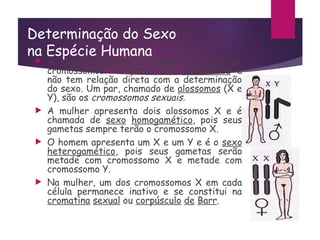 Determinação do Sexo
na Espécie Humana
 A espécie humana apresenta 23 pares de
cromossomos. 22 pares são autossomos e
não tem relação direta com a determinação
do sexo. Um par, chamado de alossomos (X e
Y), são os cromossomos sexuais.
 A mulher apresenta dois alossomos X e é
chamada de sexo homogamético, pois seus
gametas sempre terão o cromossomo X.
 O homem apresenta um X e um Y e é o sexo
heterogamético, pois seus gametas serão
metade com cromossomo X e metade com
cromossomo Y.
 Na mulher, um dos cromossomos X em cada
célula permanece inativo e se constitui na
cromatina sexual ou corpúsculo de Barr.
 
