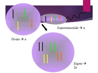 Óvulo  n
Espermatozóide  n
Zigoto 
2n
 