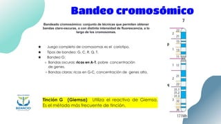 Genética - Cromosomas y Nomenclatura (LTH).pdf