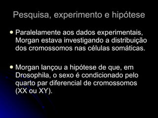 Pesquisa, experimento e hipótese Paralelamente aos dados experimentais, Morgan estava investigando a distribuição dos cromossomos nas células somáticas. Morgan lançou a hipótese de que, em Drosophila, o sexo é condicionado pelo quarto par diferencial de cromossomos (XX ou XY). 