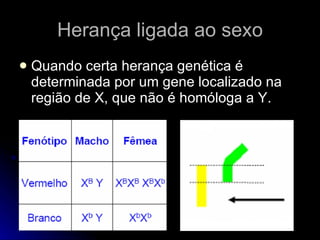 Herança ligada ao sexo Quando certa herança genética é determinada por um gene localizado na região de X, que não é homóloga a Y. 
