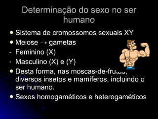 Determinação do sexo no ser humano Sistema de cromossomos sexuais XY Meiose  -> gametas Feminino (X) Masculino (X) e (Y) Desta forma, nas moscas-de-frutas, diversos insetos e mamíferos, incluindo o ser humano. Sexos homogaméticos e heterogaméticos 