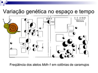 Variação genética no espaço e tempo Freqüência dos alelos  Mdh-1  em colônias de caramujos 