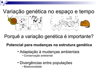 Variação genética no espaço e tempo Porquê a variação genética é importante? Potencial para mudanças na estrutura genética Adaptação à mudanças ambientais Conservação ambiental Divergências entre populações Biodiversidade 