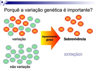 Porquê a variação genética é importante? variação não variação EXTINÇÃO!! Aquecimento global Sobrevivência 
