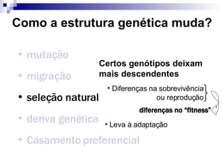 Como a estrutura genética muda? mutação migração seleção natural deriva genética Casamento preferencial Certos genótipos deixam mais descendentes Diferenças na sobrevivência ou reprodução Leva à adaptação diferenças no “fitness” 