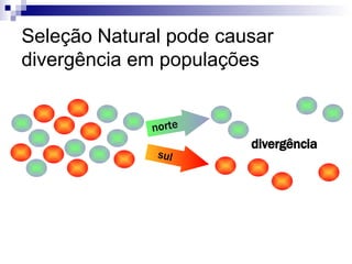 Seleção Natural pode causar divergência em populações divergência norte sul 
