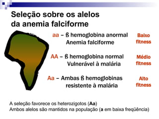 Seleção sobre os alelos da anemia falciforme aa  – ß hemoglobina anormal Anemia falciforme Baixo fitness Médio fitness Alto fitness Aa  – Ambas ß hemoglobinas resistente à malária AA  – ß hemoglobina normal Vulnerável à malária A seleção favorece os heterozigotos ( Aa ) Ambos alelos são mantidos na população ( a  em baixa freqüência) 