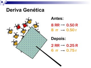 Deriva Genética 8 RR 8  rr 2 RR 6  rr Antes: Depois: 0.50 R 0.50 r 0.25 R 0.75 r 