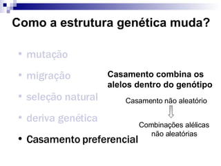 Como a estrutura genética muda? mutação migração seleção natural deriva genética Casamento preferencial Casamento combina os alelos dentro do genótipo Casamento não aleatório Combinações alélicas não aleatórias 