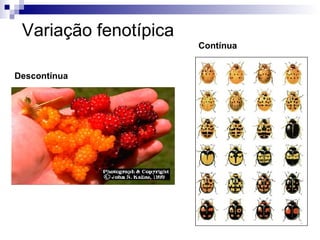 Variação fenotípica Contínua Descontínua 