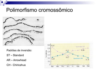 Polimorfismo cromossômico Padrões de inversão: ST –  Standard AR –  Arrowhead CH -  Chiricahua 