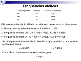 Freqüências alélicas Cálculo da freqüência: incidência de cada alelo dentre todos os observados Número total de alelos na amostra: 2 x 6129 = 12258 Freqüência do alelo LM: [(2 x 1787) + 3039] / 12258 = 0,5395 Freqüência do alelo LN: [(2 x 1301) + 3039] / 12258 = 0,4605 Se “p” representa a freqüência do alelo LM e “q” a do alelo LN, a população avaliada apresenta: p = 0,5395 q = 0,4605 Como LM e LN são os únicos alelos desse gene: p + q = 1 1303 L N L N N 3039 L M L N MN 1787 L M L M M Número de pessoas Genótipo Tipo sanguíneo 