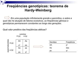 Freqüências genotípicas: teorema de  Hardy-Weinberg Qual valor preditivo das freqüências alélicas? ovócitos espermatozóides Em uma população infinitamente grande e panmítica, e sobre a qual não há atuação de fatores evolutivos, as freqüências gênicas e genotípicas permanecem constantes ao longo das gerações.   aa q 2 Aa pq a (q) Aa pq AA p 2 A (p) a (q) A (p) q 2 aa 2pq Aa p 2 AA Freqüência  Genótipo 