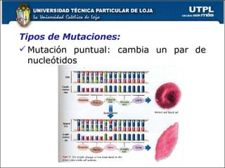 Tipos de Mutaciones: Mutación puntual: cambia un par de nucleótidos 