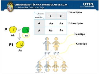 Homocigoto Heterocigoto Fenotipo Genotipo 