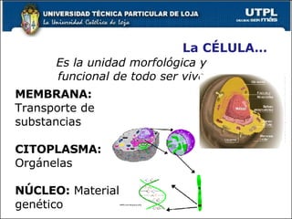 La CÉLULA… Es la unidad morfológica y funcional de todo ser vivo MEMBRANA:  Transporte de substancias CITOPLASMA:  Orgánelas NÚCLEO:  Material genético 