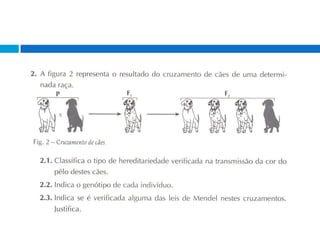 GenéTica (ExercíCios)