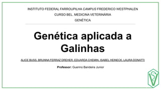 Professor: Guerino Bandeira Junior
Genética aplicada a
Galinhas
ALICE BUSS, BRUNNA FERRAZ DREHER, EDUARDA CHEMIN, ISABEL HEINECK, LAURA DONATTI
INSTITUTO FEDERAL FARROUPILHA CAMPUS FREDERICO WESTPHALEN
CURSO BEL. MEDICINA VETERINÁRIA
GENÉTICA
1
 