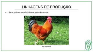LINHAGENS DE PRODUÇÃO
● Raças inglesas com alto índice de produção de ovos:
New Hampshire
 