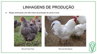 LINHAGENS DE PRODUÇÃO
● Raças americanas com alto índice de produção de carne e ovos:
Plymouth Rock Branca
Plymouth Rock Preta
 