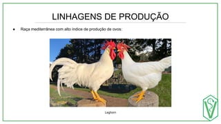 LINHAGENS DE PRODUÇÃO
● Raça mediterrânea com alto índice de produção de ovos:
Leghorn
 