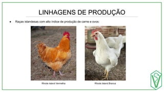 LINHAGENS DE PRODUÇÃO
● Raças islandesas com alto índice de produção de carne e ovos:
Rhode Island Branca
Rhode Island Vermelha
 